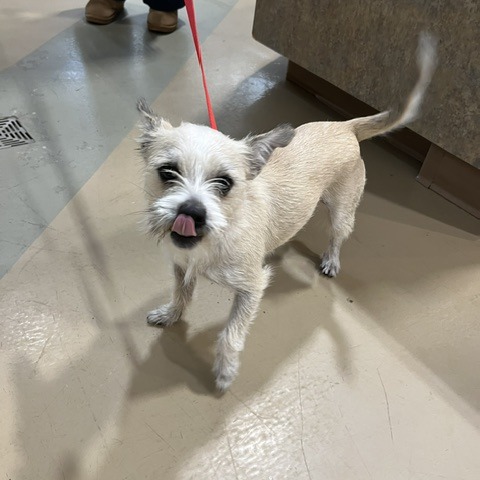 Shelter Stray Female Dog last seen , 5570 Sturmer Park Cir, Winston-Salem, NC 27105, USA