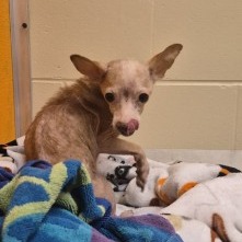 Shelter Stray Male Dog last seen , 3428 S Jenkins Ave, Norman, OK 73072, USA