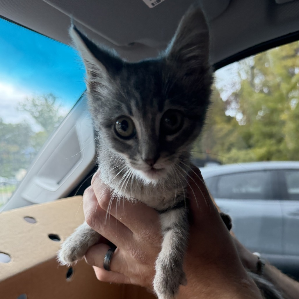 Shelter Stray Male Cat last seen , 5570 Sturmer Park Cir, Winston-Salem, NC 27105, USA