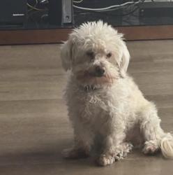 Lost Male Dog last seen El Evado and senica, Victorville, CA 92394