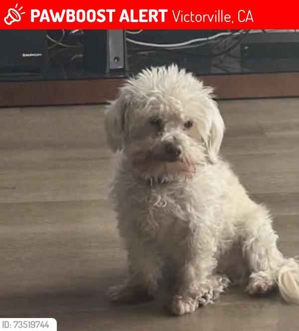 Lost Male Dog last seen El Evado and senica, Victorville, CA 92394