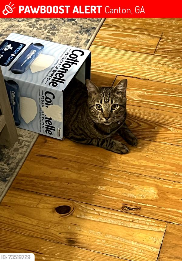 Lost Male Cat last seen Near Hickory point drive canton ga, Canton, GA 30115