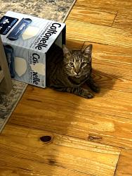 Lost Male Cat last seen Near Hickory point drive canton ga, Canton, GA 30115