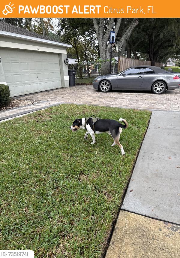 Found/Stray Male Dog last seen Ventana subdivision Turner/Gunn Hwy, Citrus Park, FL 33625