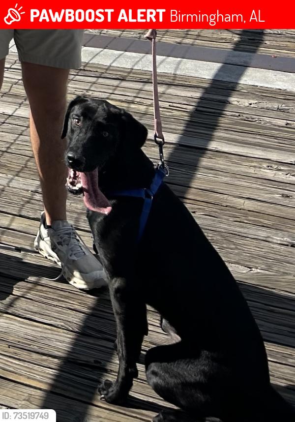 Lost Female Dog last seen 1st Ave S & 18th street S Intersection by Railroad Park in Downtown Birmingham, Birmingham, AL 35233