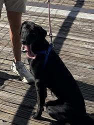 Lost Female Dog last seen 1st Ave S & 18th street S Intersection by Railroad Park in Downtown Birmingham, Birmingham, AL 35233