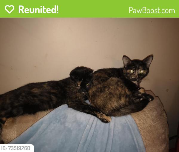 Reunited Female Cat last seen Lehigh station rd and West Henrietta rd, West Henrietta, NY 14586