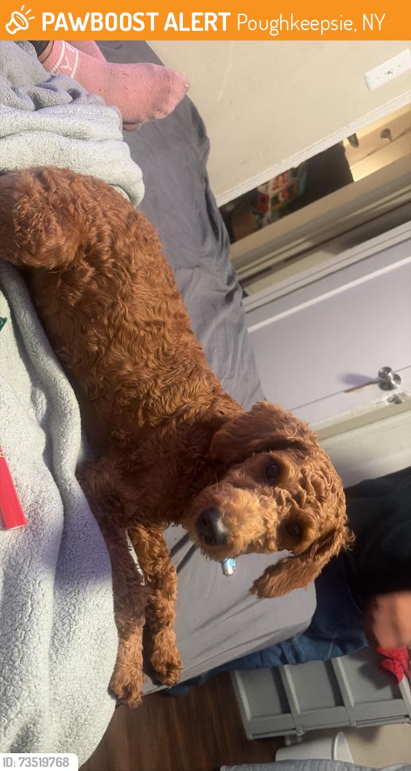 Found/Stray Female Dog last seen King st park, Poughkeepsie, NY 12601