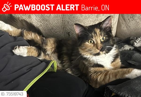 Lost Female Cat last seen John St and Sanford St, Barrie, ON 
