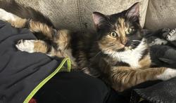 Lost Female Cat last seen John St and Sanford St, Barrie, ON 