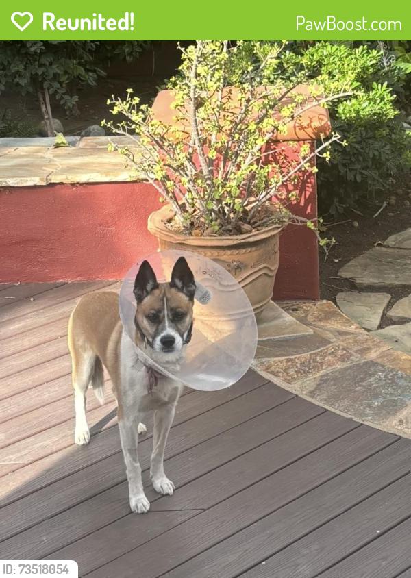 Reunited Male Dog last seen Santa Ana – North Broadway / 17th Street / Main Street, Santa Ana, CA 92706