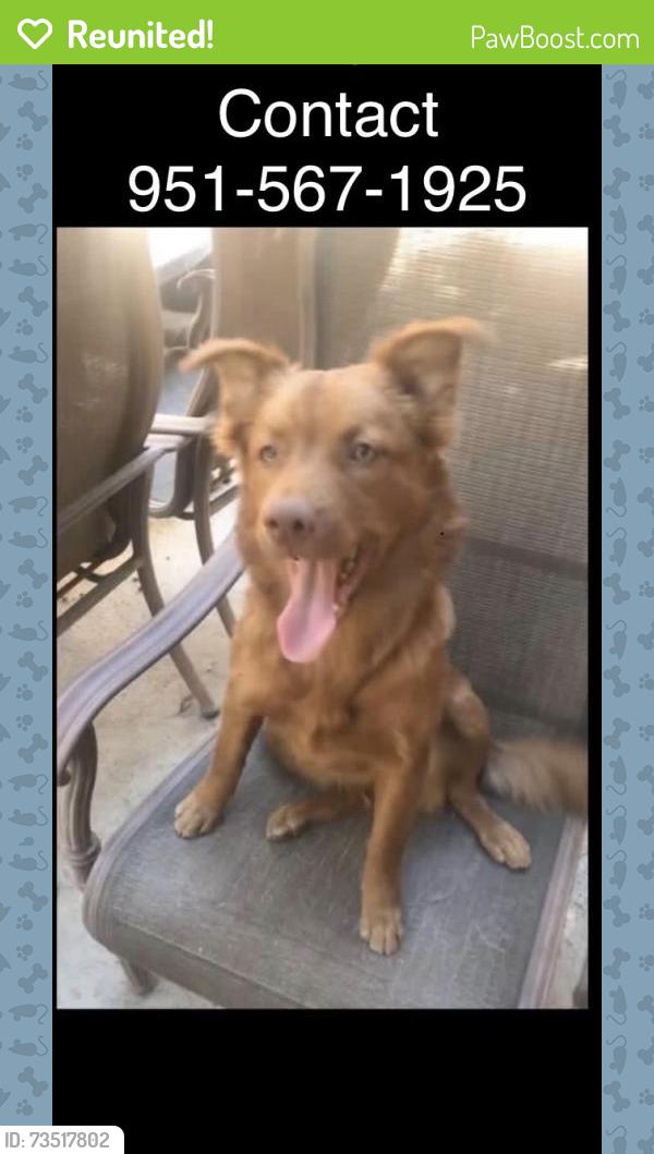 Reunited Female Dog last seen El nido ave and Rider st, Perris, CA 92571