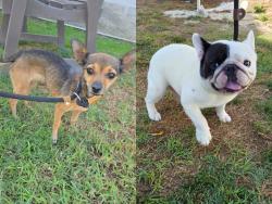 Found/Stray Male Dog last seen Near Jerry Pl, Cerritos, CA 90703, Cerritos, CA 90703