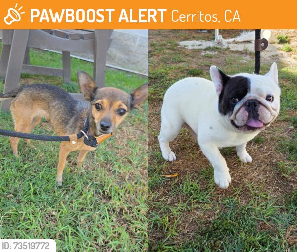 Found/Stray Male Dog last seen Near Jerry Pl, Cerritos, CA 90703, Cerritos, CA 90703