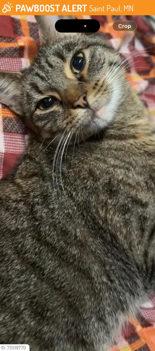 Found/Stray Unknown Cat last seen Central Ave, Saint Paul, MN 55101