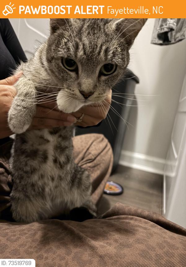 Found/Stray Female Cat last seen West End at Fayetteville, Fayetteville, NC 28303