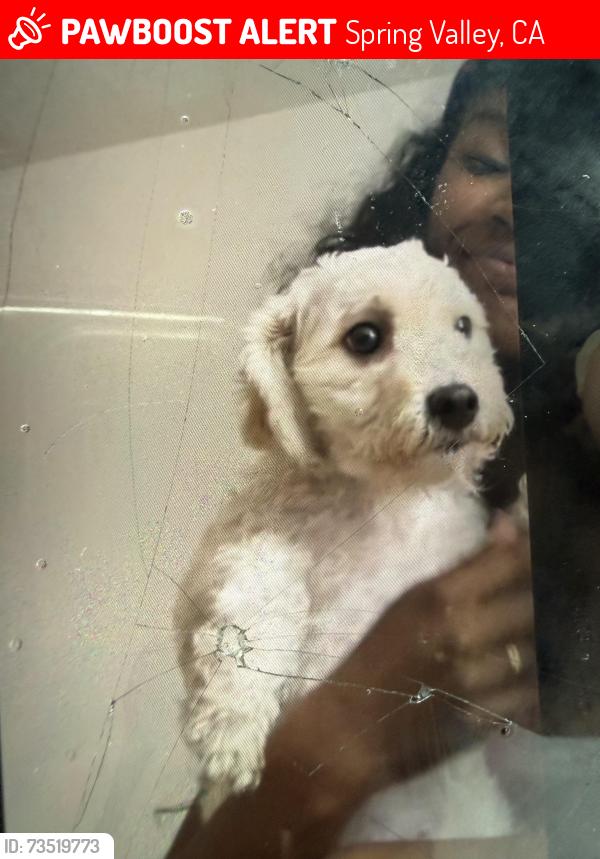 Lost Female Dog last seen Sacramento, Spring Valley, CA 91977