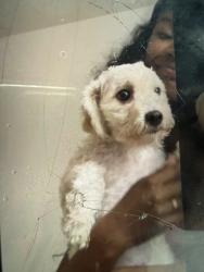 Lost Female Dog last seen Sacramento, Spring Valley, CA 91977