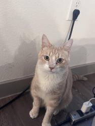 Lost Male Cat last seen Rainbow Drive, Grand Prairie, Grand Prairie, TX 75052