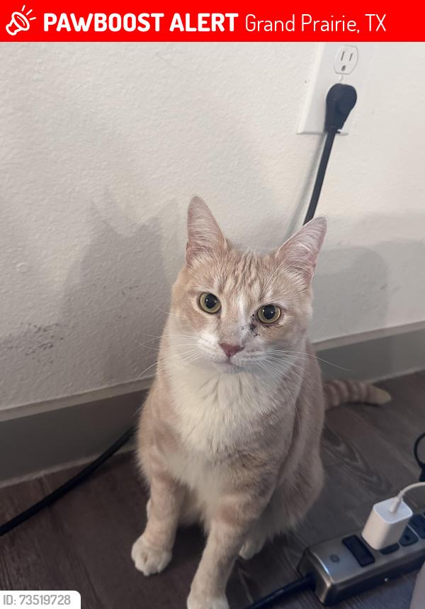 Lost Male Cat last seen Rainbow Drive, Grand Prairie, Grand Prairie, TX 75052