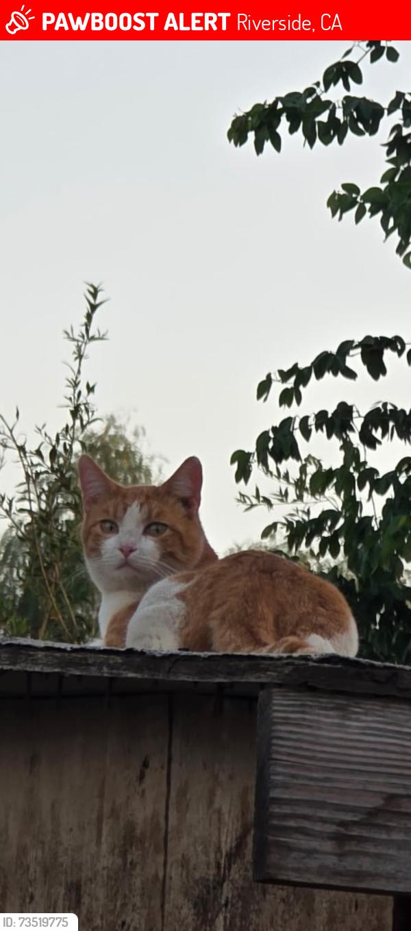 Lost Male Cat last seen Near st jurupa valley ca, Riverside, CA 92509