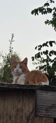 Lost Male Cat last seen Near st jurupa valley ca, Riverside, CA 92509