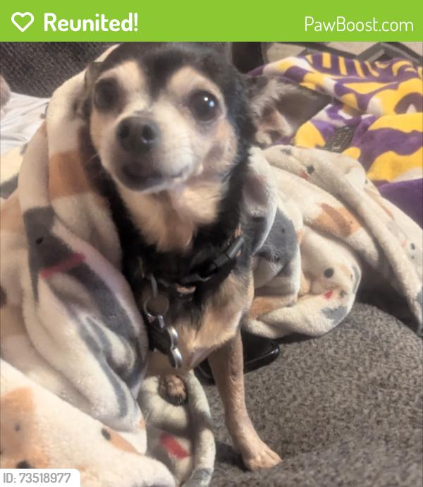 Reunited Female Dog last seen West Esplanade and Transcontinental, Metairie, LA 70006