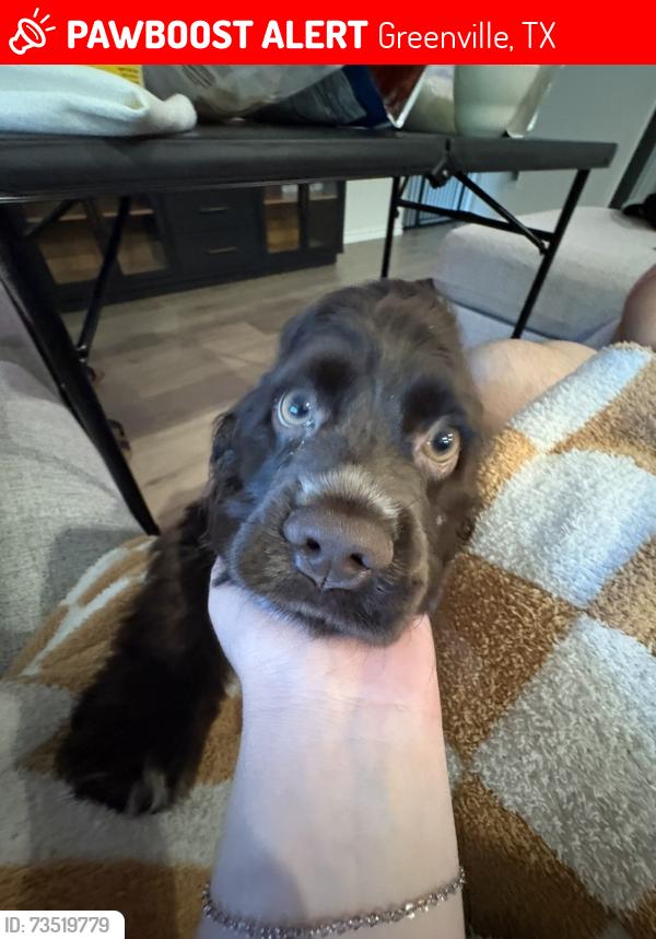 Lost Male Dog last seen Greenville High School, Greenville, TX 75402