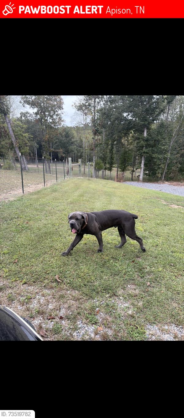 Lost Male Dog last seen Alabama rd, Apison, TN 37302