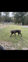 Lost Male Dog last seen Alabama rd, Apison, TN 37302