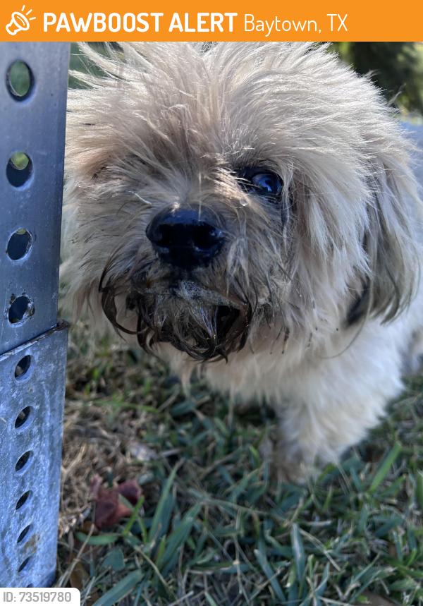 Found/Stray Male Dog last seen Marian Ave & Leavins, Baytown, TX 77520