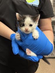 Shelter Stray Female Cat last seen Near W 75 S, Clearfield, UT 84015, USA, 1422 E 600 N, Fruit Heights, UT 84037, USA