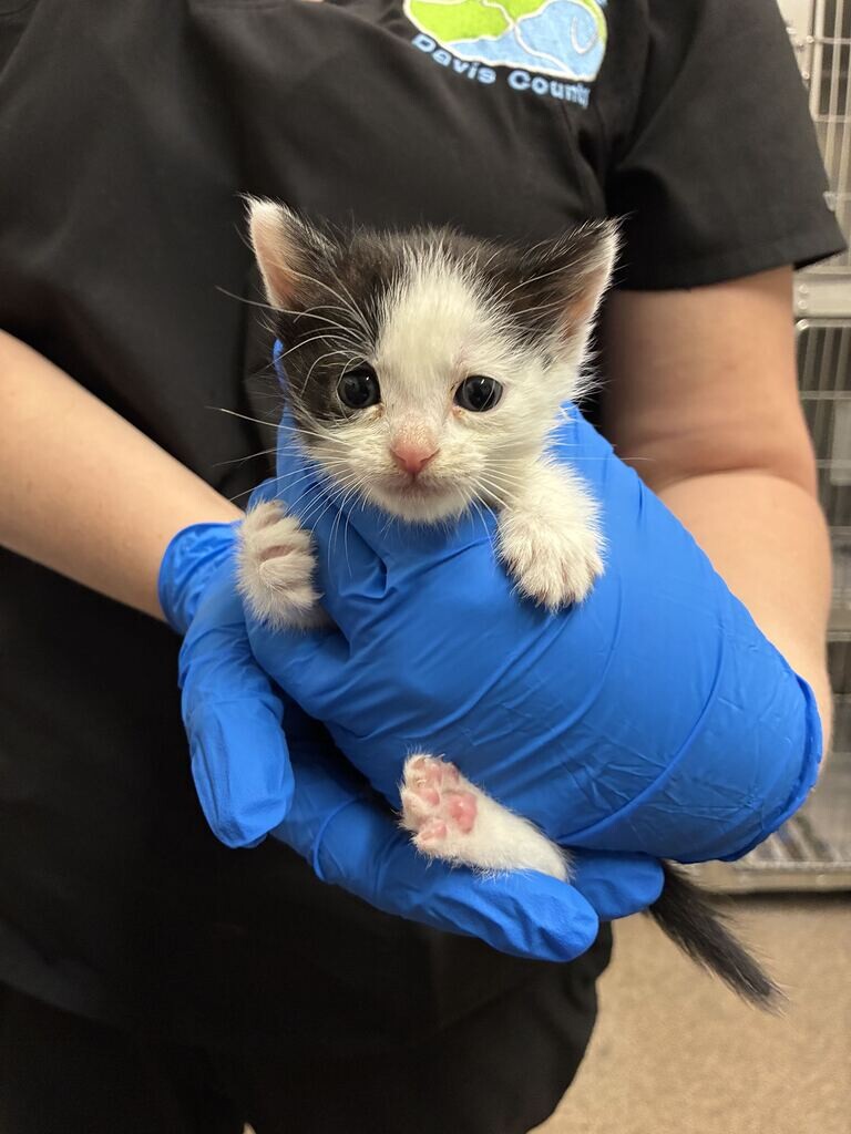 Shelter Stray Female Cat last seen Near W 75 S, Clearfield, UT 84015, USA, 1422 E 600 N, Fruit Heights, UT 84037, USA