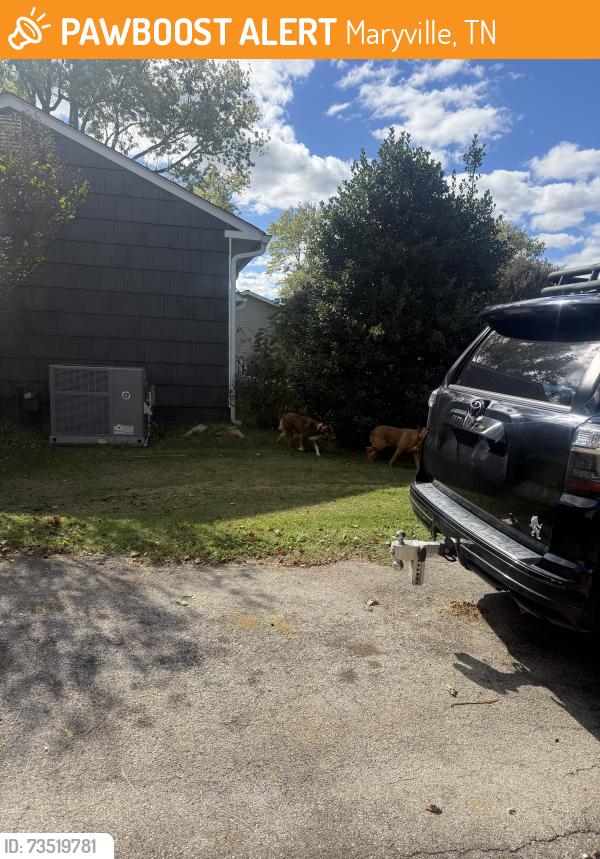 Found/Stray Unknown Dog last seen Grove st, Maryville, TN 37804