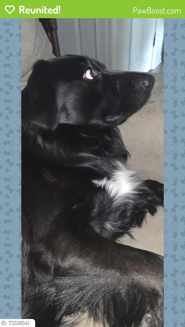 Reunited Male Dog last seen Martin Luther King, Durham, NC 27713