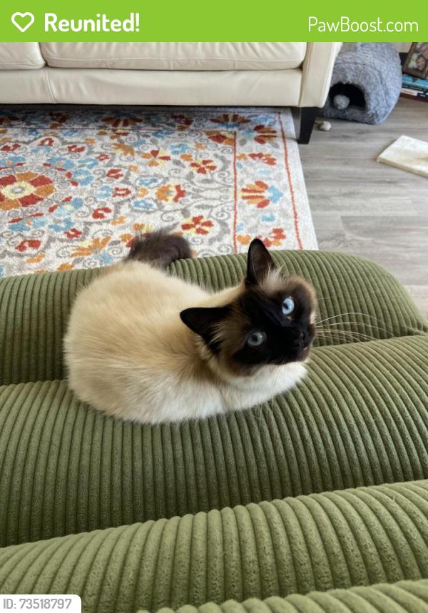 Reunited Female Cat last seen UCSD campus, San Diego, CA 92037