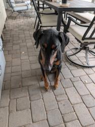 Reunited Female Dog last seen Granite Reef & Osborn, Scottsdale, AZ 85251