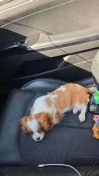 Lost Female Dog last seen Greenville high school, Greenville, TX 75402