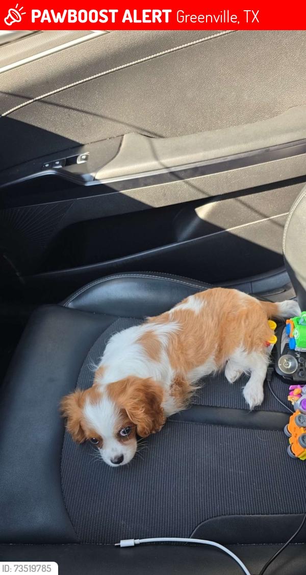 Lost Female Dog last seen Greenville high school, Greenville, TX 75402