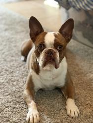 Lost Male Dog last seen English / Rutan, Wichita, KS 67218