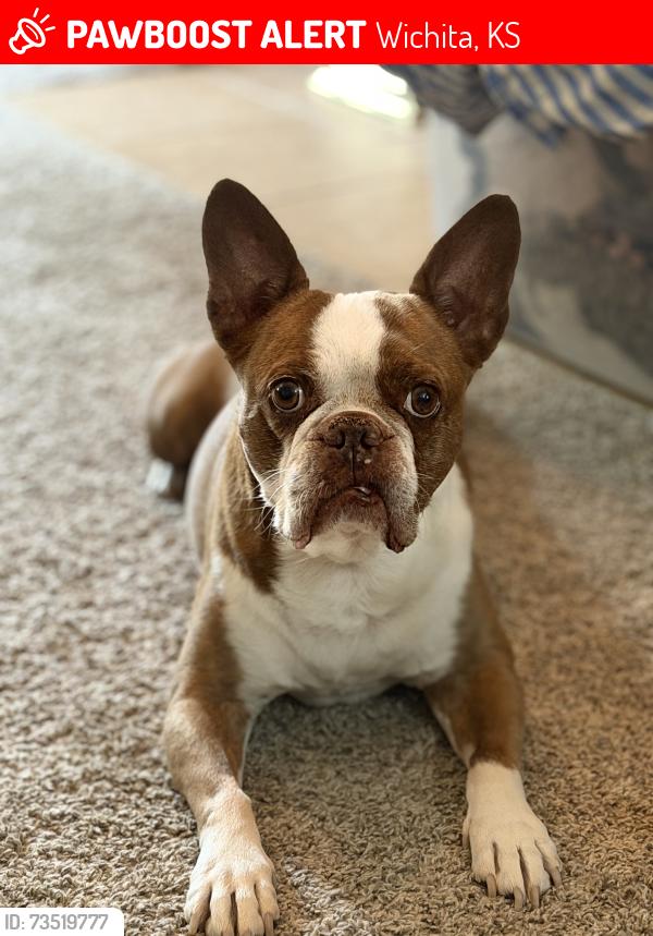 Lost Male Dog last seen English / Rutan, Wichita, KS 67218