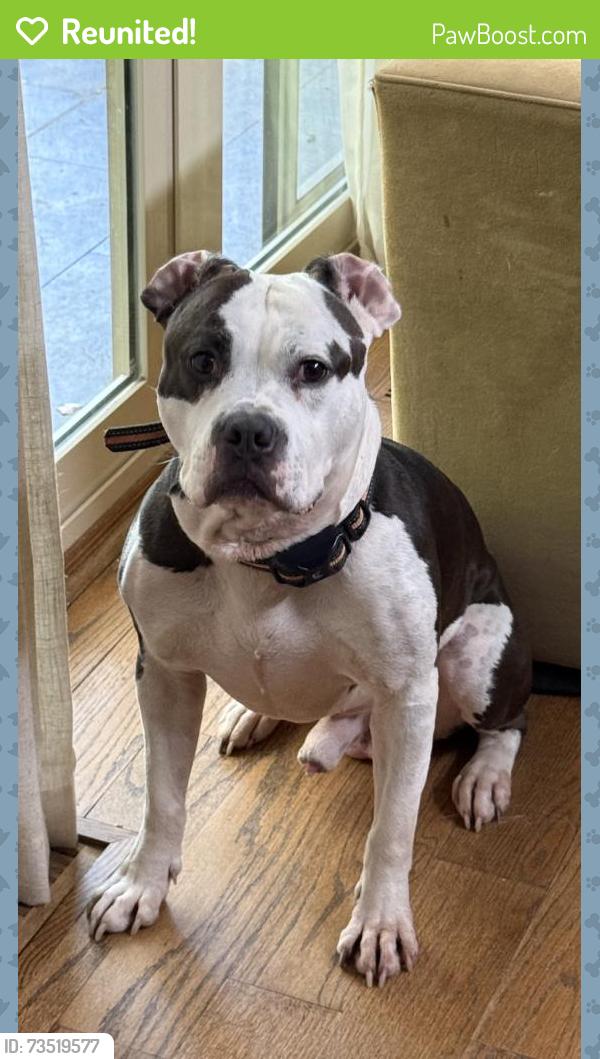 Reunited Male Dog last seen Near Mitchell Ct, Marietta, GA 30062, USA, Marietta, GA 30062