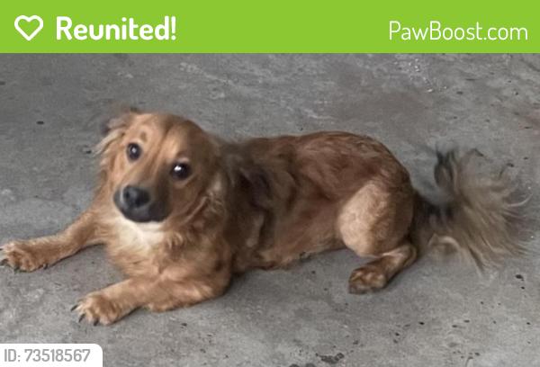 Reunited Male Dog last seen East Rome Walmart, Rome, GA 30161