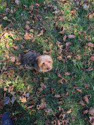 Found/Stray Male Dog last seen Community of Christ Church on 39th Street, Independence, MO 64055