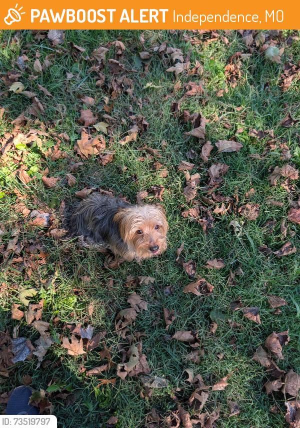 Found/Stray Male Dog last seen Community of Christ Church on 39th Street, Independence, MO 64055