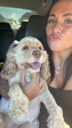 Lost Female Dog last seen Ariton al, Ariton, AL 36311