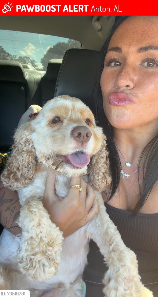 Lost Female Dog last seen Ariton al, Ariton, AL 36311