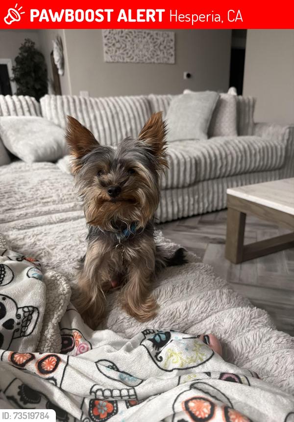 Lost Male Dog last seen Near Hesperia Jr High, Hesperia, CA 92345