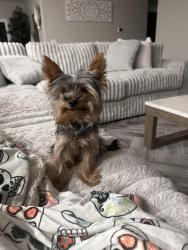 Lost Male Dog last seen Near Hesperia Jr High, Hesperia, CA 92345