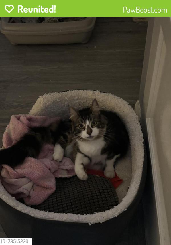 Reunited Male Cat last seen Orpington, Greater London, England 